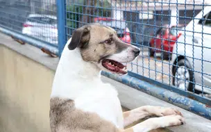 Cães e gatos podem conter vírus da covid-19, mas não transmitem a doença