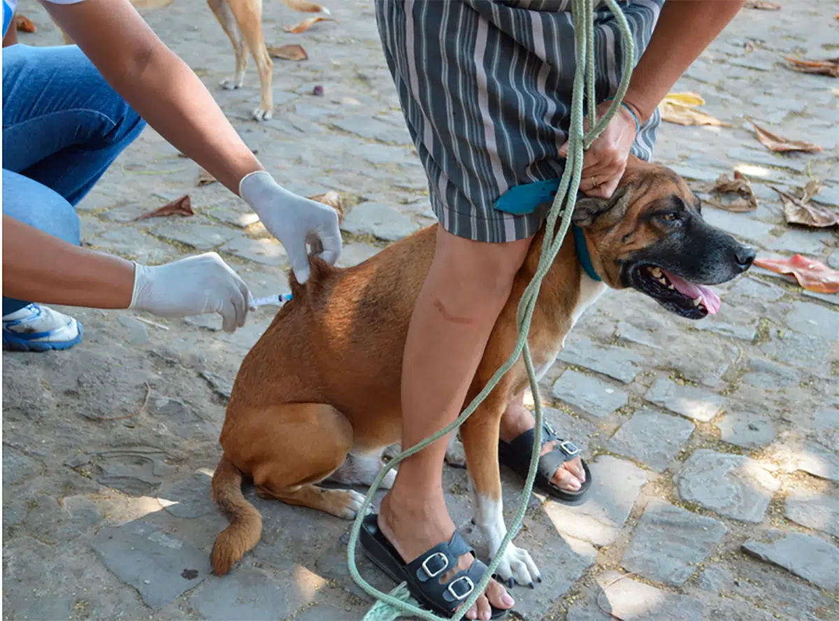 Monitoramento está sendo feito em região em que foi encontrado único caso de raiva canina em Teresina