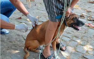 FMS monitora área em que foi registrado caso de raiva canina, em Teresina