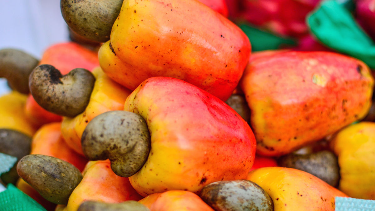 Projeto, liderado por Ana Paula Dionísio, tem como foco desenvolver tecnologia economicamente viável para transformar os resíduos do caju em alimentos vegetais