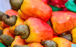 Uso da fibra de caju em alimentos é defendido em conferência internacional