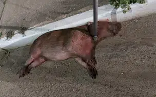 Polícia ambiental realiza resgate de capivara atropelada em Teresina