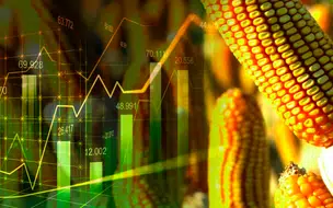 A Bolsa Brasileira (B3) segue subindo para os preços futuros do milho
