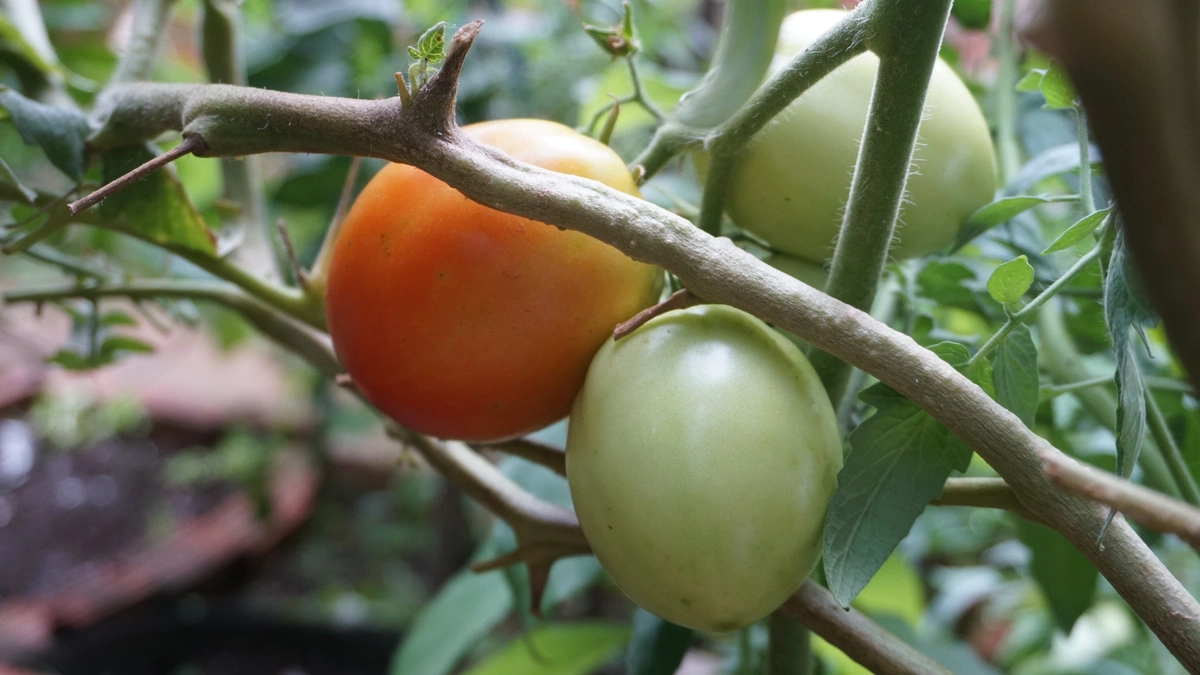 projeto Agro Residência