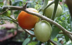 Agro Residência leva capacitação para jovens estudantes em diversos estados