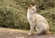 Projeto de Lei que garante guarda de animais às vítimas de violência doméstica é aprovado no PI