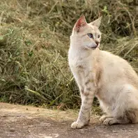 Projeto de Lei que garante guarda de animais às vítimas de violência doméstica é aprovado no PI