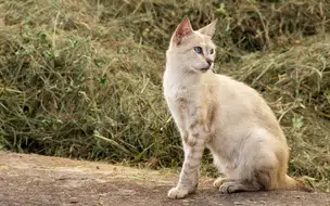 Projeto de Lei que garante guarda de animais às vítimas de violência doméstica é aprovado no PI