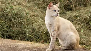 Projeto de Lei que garante guarda de animais às vítimas de violência doméstica é aprovado no PI