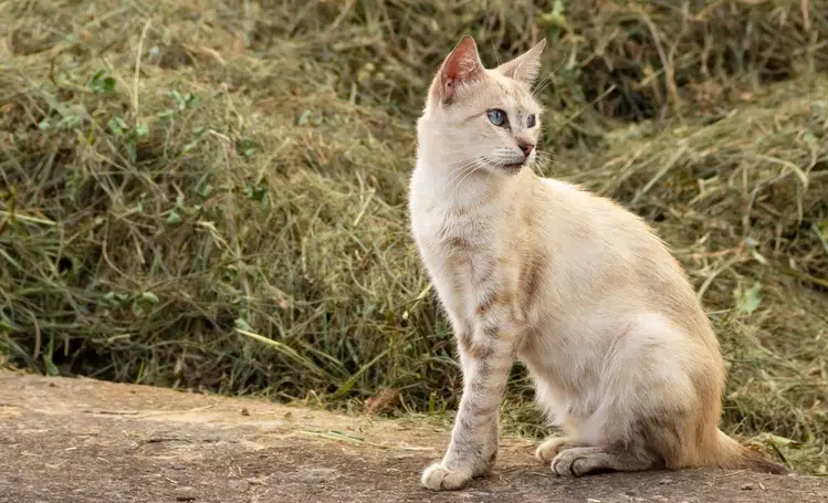 Projeto de Lei que garante guarda de animais às vítimas de violência doméstica é aprovado no PI