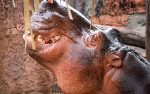 Zoobotânico de Teresina será reaberto nesta sexta dia 11