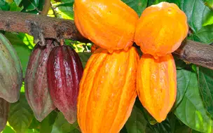 Agricultores do sul da Bahia são beneficiados com a agroecologia