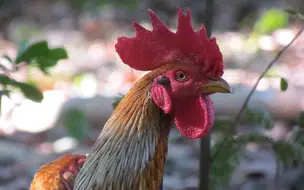 Piauí declara estado de emergência zoossanitária para prevenir gripe aviária