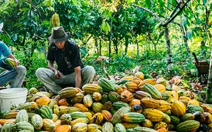 CMA inicia na segunda debates para promoção da Campanha Junho Verde