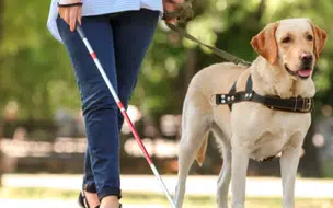 O Direito de ingressar e andar em locais acompanhadas de cão-guia