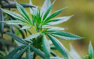 STF suspende julgamento sobre descriminalização do porte de drogas