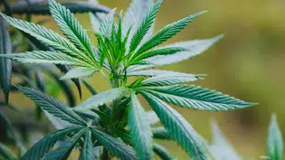 Projeto de lei proíbe uso de maconha em ambientes coletivos no Piauí