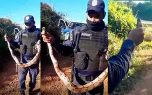 Guarda Ambiental resgata jibóia no telhado de residência em Teresina