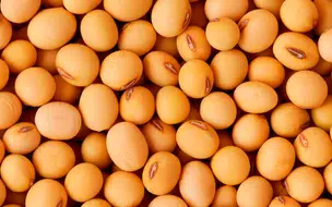 Soja em Chicago encerra com boas altas, mas longe das máximas do dia