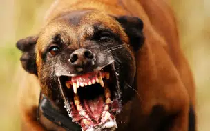 Criança fica com rosto desfigurado após ataque de cão no Piauí