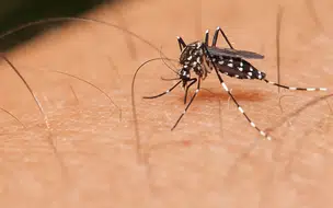 Sesapi elabora plano de contingência contra casos de dengue no Piauí