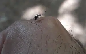 Segundo FMS,Teresina não registra mortes por dengue, chikungunya ou zica em 2021