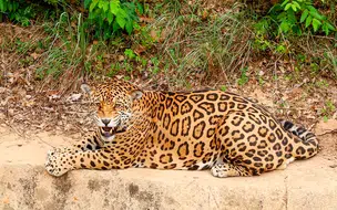 Transferência de animais do Zoo em Teresina pode ser suspensa, segundo MPPI