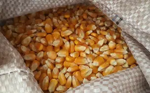 Mais da metade da produção de milho é feita no Sul do Brasil