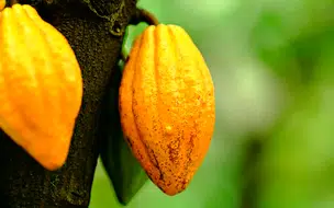 Projeto oferta assistência a cooperativas e associações da agricultura familiar