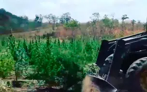 Polícia Civil destrói plantação de maconha com pelo menos 2 hectares em Uruçuí