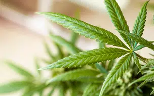 Projeto de lei incentiva pesquisas com Cannabis sativa no Piauí