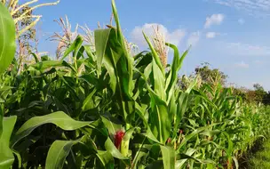 Governo deixa o milho mais barato até 31 de dezembro desse ano