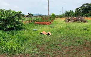 Feto é abandonado em terreno e tem corpo parcialmente comido por animais