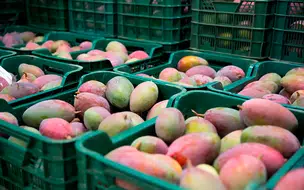 Brasil bate recorde histórico com mais de US$ 1,21 bilhão em exportação de fruta