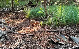 Macaco "amolador de facas" é devolvido para a natureza no Piauí
