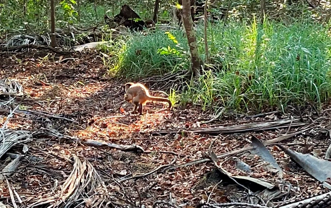 Macaco Chico que viralizou após ser flagrado "amolando uma faca", foi solto na natureza esta semana
