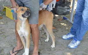 FMS inicia campanha de vacinação contra a raiva na zona Rural de Teresina