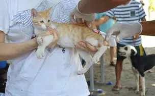 FMS lança site para consulta dos locais de vacinação contra a raiva