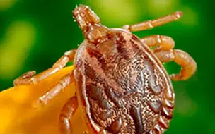 Teresina tem dois casos suspeitos de doença do carrapato, diz Sesapi