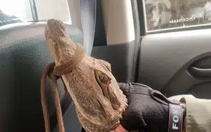 Jacaré assusta moradores em rua de Pedro II, vídeo flagrou momento