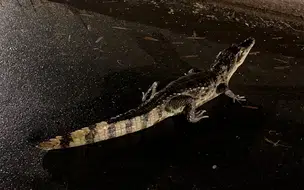 Jacaré é visto em via pública após galeria transbordar na zona sul de Teresina