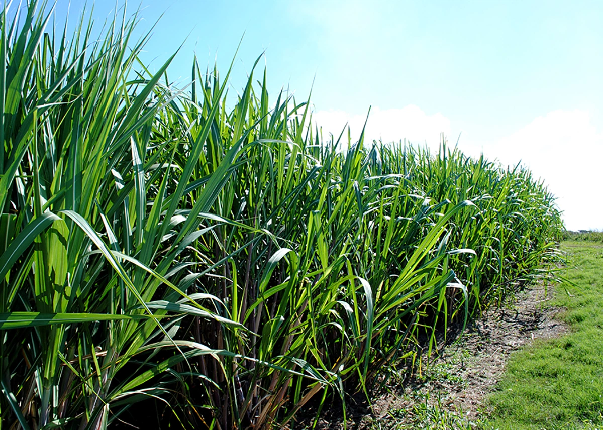 Lavouras obtiveram ganhos de 12 t por hectare com a aplicação de metade da quantidade de fertilizantes fosfatados