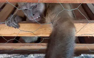 Macaco Prego flagrado 'batendo roupa' e 'lavando louça tem identidade confirmada
