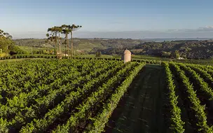 Pesquisa ajuda Brasil a conquistar denominação de origem de espumantes