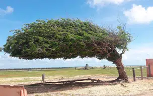 Prefeitura realiza revitalização do entorno da árvore penteada