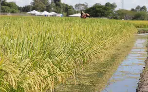 Pesquisadores desenvolvem arroz de ciclo precoce que consome 8% menos água