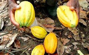 Cacau é fonte de renda e preserva o meio ambiente em assentamentos da Bahia