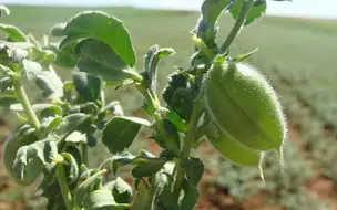 Embrapa abre processo de oferta pública para produtores de sementes do grão