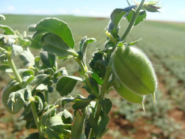 Embrapa abre processo de oferta pública para produtores de sementes de grão-de-bico