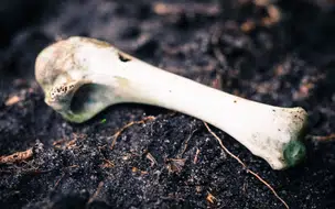 Populares encontram ossada humana ao lado da rodoviária e acionam a polícia